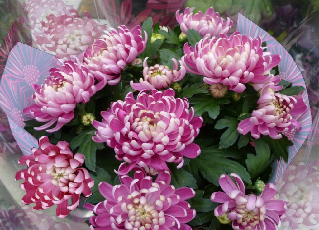 Bouquet de chrysanthèmes pour fleurir une tombe à la Toussaint