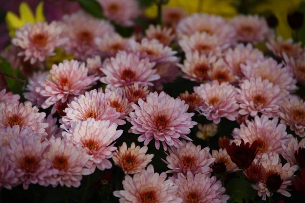 Chrysanthème, roi de l'automne mais belle en hiver