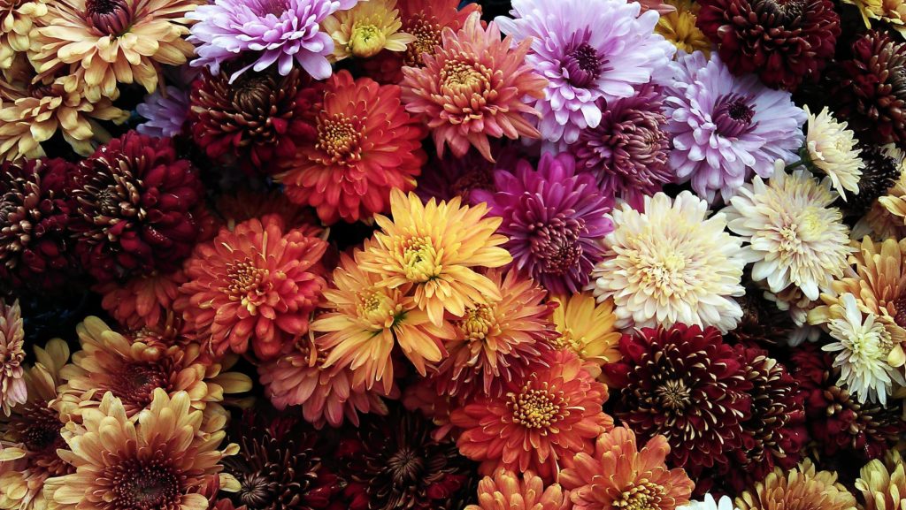 Chrysanthèmes pour fleurir une tombe à la Toussaint