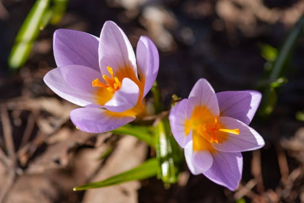 crocus fleurs toussaint